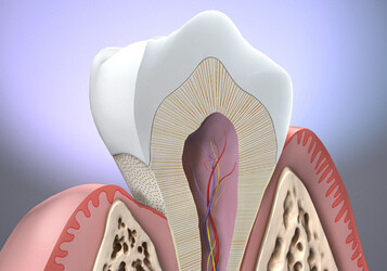 Anatomia del dente