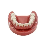 Mandibola finta per fare pratica