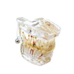 Modello con denti per dimostrazione