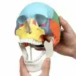 Modello didattico cranio umano 11  - immagine 3