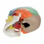 Modello didattico cranio