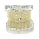 Modello dimostrativo denti da latte