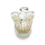 Modello dimostrativo patologie 31 denti - immagine 2