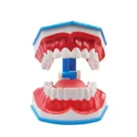 Modello dimostrativo tecnica di spazzolamento