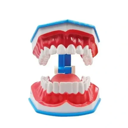 Modello dimostrativo tecnica di spazzolamento