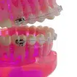 Modello educativo con ceramica