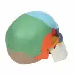 Modello didattico cranio umano 11  - immagine 5