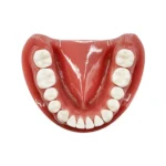 Modello mandibola studenti