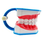 Modello per dimostrare igiene denti