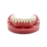 Modello per fare pratica su denti