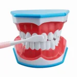 Modello per insegnare al paziente