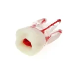 Modello pratica studenti