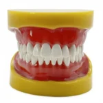 Modello studenti odontoiatria