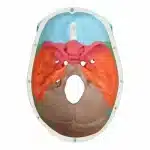 Parte interna cranio umano