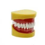 Simulatore preparazione cavità e monconi YL-A11