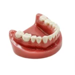 Simulatore preparazione cavità e monconi mandibola