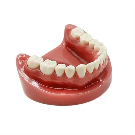 Simulatore preparazione cavità e monconi mandibola