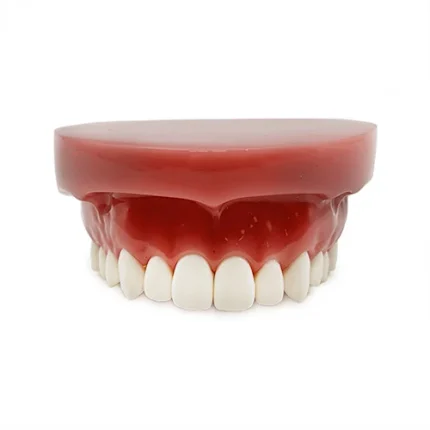 Simulatore preparazione cavità e monconi mascella